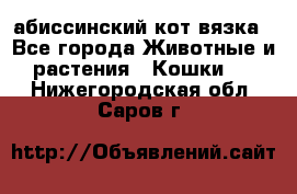 абиссинский кот вязка - Все города Животные и растения » Кошки   . Нижегородская обл.,Саров г.